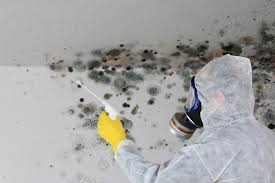 Best Asbestos and Lead Testing During Mold Inspection  in Bee Cave, TX